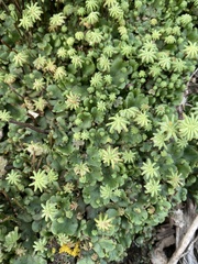 Marchantia polymorpha