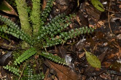 Asplenium sandersonii