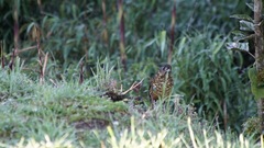 Grallaria squamigera