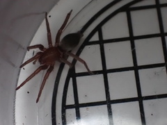 Scotophaeus blackwalli