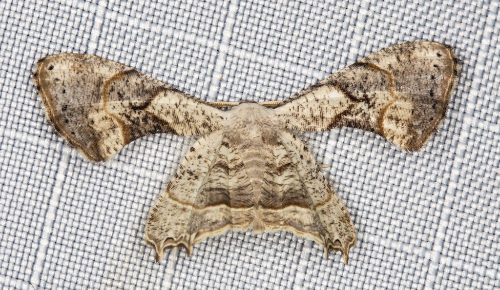 Epiplema quadristrigata