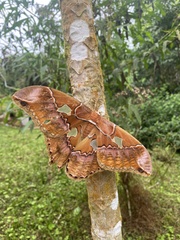 Rothschildia triloba