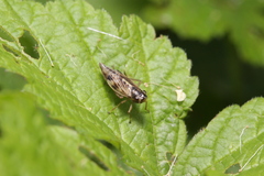 Evacanthus acuminatus