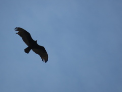 Cathartes burrovianus