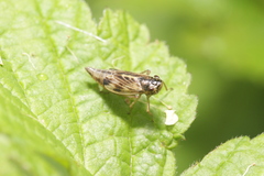 Evacanthus acuminatus