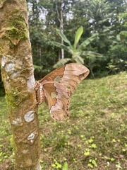 Rothschildia triloba