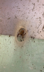 Nephilingis cruentata