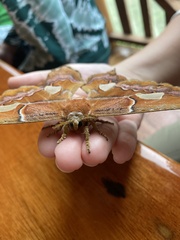 Rothschildia triloba