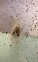 Nephilingis cruentata