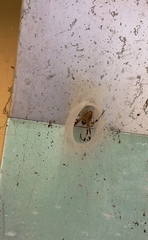 Nephilingis cruentata