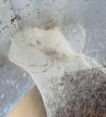 Nephilingis cruentata