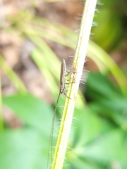 Hippopsis lemniscata