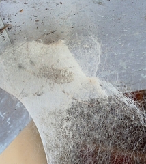 Nephilingis cruentata