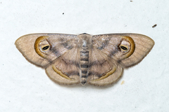 Problepsis achlyobathra