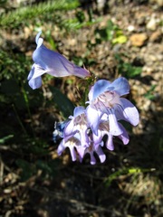 Penstemon glaber alpinus