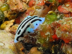 Phyllidiopsis sphingis