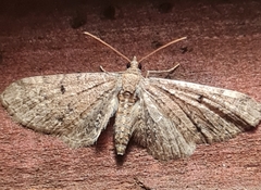 Eupithecia satyrata