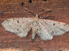 Eupithecia satyrata