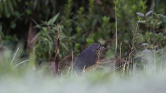 Grallaria squamigera