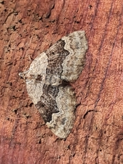 Xanthorhoe quadrifasiata