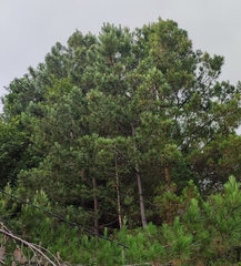 Pinus brutia pityusa