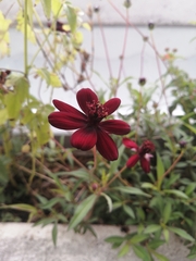 Cosmos atrosanguineus