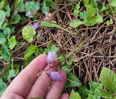 Campanula longistyla