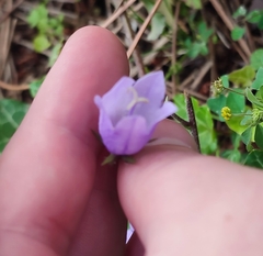 Campanula longistyla