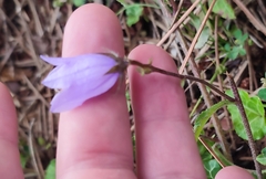 Campanula longistyla