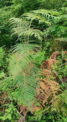Pteridium tauricum