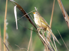 Emberizoides herbicola