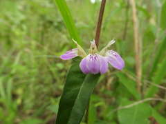 Justicia phyllostachys