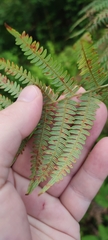 Pteridium tauricum
