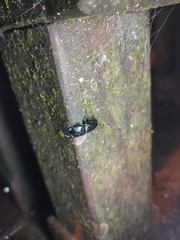 Aegus laevicollis formosae