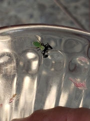 Sassacus barbipes