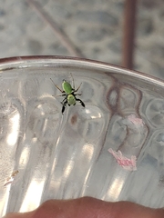 Sassacus barbipes