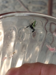 Sassacus barbipes