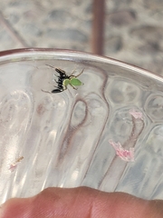 Sassacus barbipes