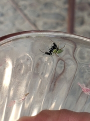 Sassacus barbipes