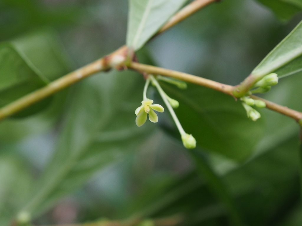 Glochidion obovatum
