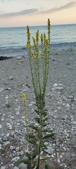 Verbascum gnaphalodes