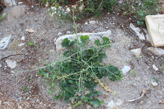 Raphanus raphanistrum landra