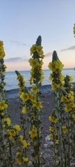 Verbascum gnaphalodes