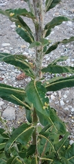 Verbascum gnaphalodes