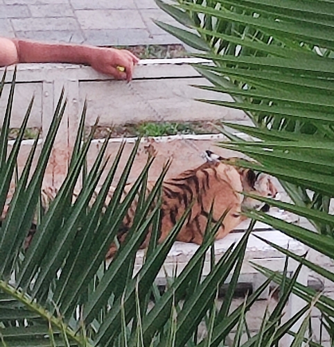 ვეფხვი (Panthera tigris)
