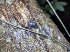Aegus laevicollis formosae
