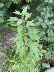 Leonureae