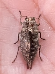 Dicerca caudata