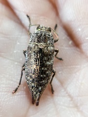 Dicerca caudata
