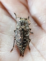 Dicerca caudata